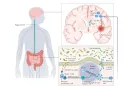 Papel de la Microbiota Intestinal en la Esclerosis Múltiple