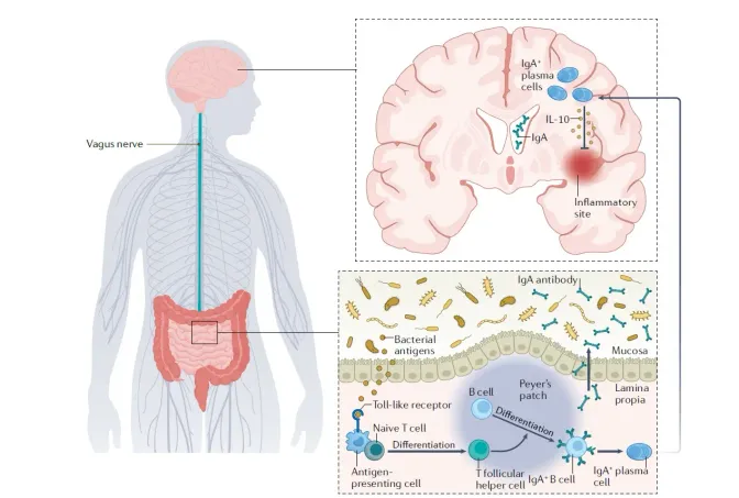 Papel de la Microbiota Intestinal en la Esclerosis Múltiple